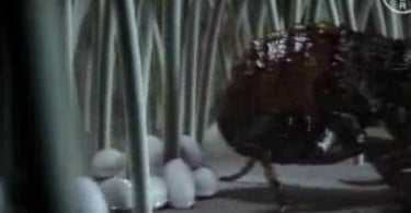 Pulga: o ectoparasita que mais afeta cães e gatos