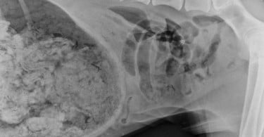 Caso de Dogue Alemão que engoliu 43 meias em destaque no concurso They Ate WHAT?