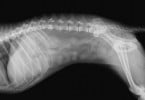 Royal Veterinary College lança ferramenta útil no estudo da anatomia canina