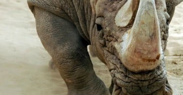 Zoo celebra Dia Mundial do Rinoceronte