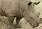 Rinocerontes extintos em Moçambique