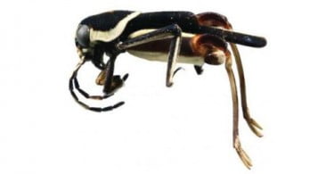 Nova espécie de inseto miniatura encontrada na América Central