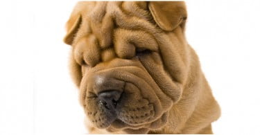 Rugas dos Shar Pei podem explicar por que raça é mais suscetível à febre
