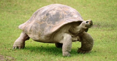 Morreu última tartaruga gigante da sua subespécie