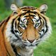 Tigres de cativeiro podem salvar exemplares selvagens