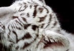 Tigre rejeitado pela mãe alimentado pelo Zoo da Maia