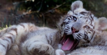 Nasceram três Tigres-brancos no Jardim Zoológico