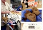 Veterinários retiram bola de pelo de 1