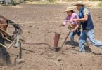 II Jornadas Técnico-Científicas de Tração Animal