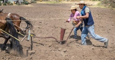 II Jornadas Técnico-Científicas de Tração Animal