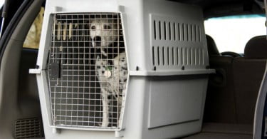 DRADR alerta para circulação de animais