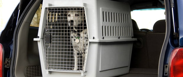 DRADR alerta para circulação de animais