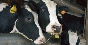 AEMVUE organiza VI jornadas sobre Medicina Interna