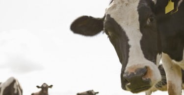 Cydectin Pour On autorizado em vacas leiteiras