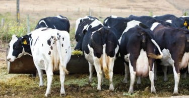 Norte-americanos criam novo teste de diagnóstico para mastites