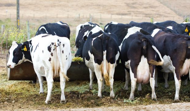 Norte-americanos criam novo teste de diagnóstico para mastites