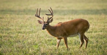 Agricultores contra veados no Parque Natural de Montesinho