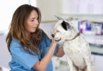 Colégios Veterinários espanhóis aprovam regulamento para clínicas de animais de companhia