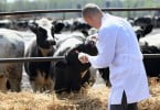 Veterinários de bovinos aconselhados a mudar técnica de vacinação