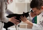 98% dos donos de animais consultam Dr. Google antes da ida ao veterinário