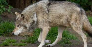 Vila Real trata lobo ferido em armadilha ilegal