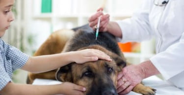 Investigadores dão mais um passo na compreensão da diabetes canina
