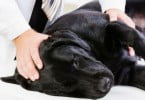 Veterinários querem incentivos fiscais para quem tem animais de estimação