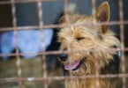 Número de animais abandonados em Portugal atinge novo recorde em 2014