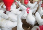 Investigadores criam frangos resistentes a doenças