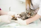 gato doente Veterinária Atual