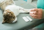 gato submetido a testes