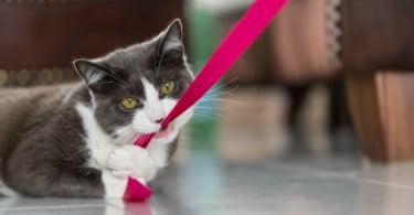 Vetlima lança alimento complementar para gatos com distúrbios das gengivas