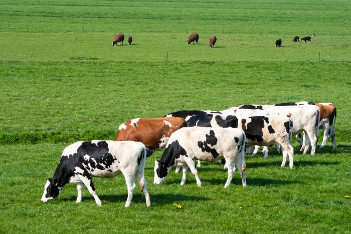 vacas no pasto Veterinária Atual