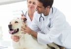 veterinário e auxiliar a tratar cão