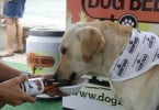 DogBeer cao a beber cerveja