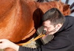 veterinário a examinar cavalo