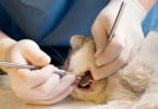 veterinário a ver dentes de um gato