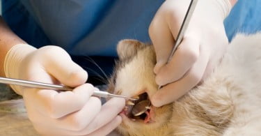 veterinário a ver dentes de um gato