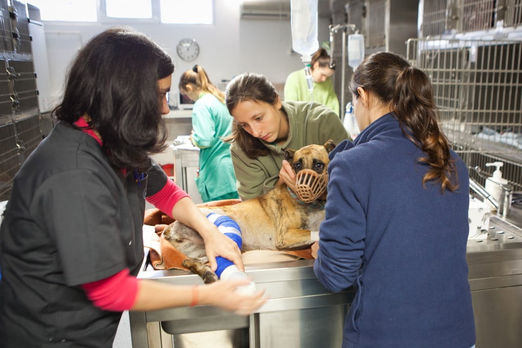 veterinários montenegro