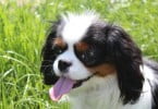 cão Cavalier king Charles Spaniel e