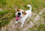 cão a olhar para cima