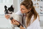cão a ser auscultado por veterinária