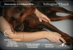 Tellington TTouch Centro para o Conhecimemto Animal edição março