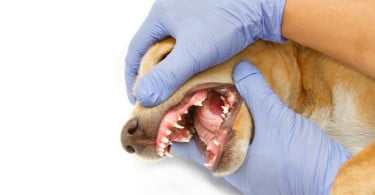 80% dos animais com problemas dentários