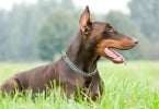 doberman pinscher Veterinária Atual