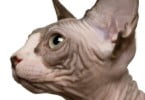 Os segredos da dermatologia veterinária