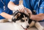 médico veterinário a tratar cão fevereiro Veterinária Atual