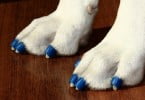 ToeGrips cães