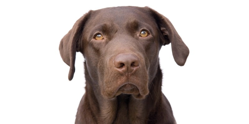 cão a olhar em frente