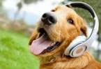 cão a ouvir música